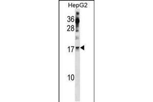 Western blot analysis in HepG2 cell line lysates (35ug/lane). (POLR2H Antikörper  (AA 59-87))