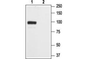 anti-Glutamate Receptor, Ionotropic, AMPA 2 (GRIA2) (Extracellular), (N-Term) antibody