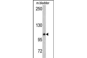 Western blot analysis of OGT antibody (C-term) (ABIN390649 and ABIN2840948) in mouse bladder tissue lysates (35 μg/lane). (OGT Antikörper  (C-Term))