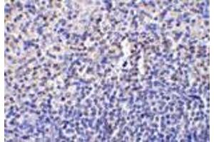 Immunohistochemistry of caspase-1 in human spleen tissue with caspase-1 antibody at 10 μg/ml. (Caspase 1 Antikörper  (Intermediate Domain))