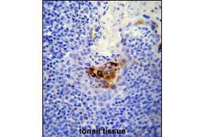 MC Antibody (C-term) (ABIN650721 and ABIN2839393) immunohistochemistry analysis in formalin fixed and paraffin embedded human tonsil tissue followed by peroxidase conjugation of the secondary antibody and DAB staining. (MCAM Antikörper  (C-Term))