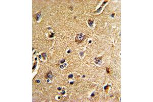 Immunohistochemistry (IHC) image for anti-Cell Division Cycle 23 (CDC23) antibody (ABIN3002712) (CDC23 Antikörper)