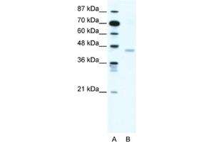 Western Blotting (WB) image for anti-2',3'-Cyclic Nucleotide 3' phosphodiesterase (CNP) antibody (ABIN2460833) (Cnpase Antikörper)