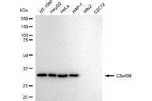 Western blotting analysis using C3orf38 antibody (ABIN7798078). (Rekombinanter C3orf38 Antikörper)
