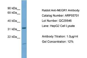 WB Suggested Anti-NEGR1  Antibody Titration: 0. (NEGR1 Antikörper  (N-Term))