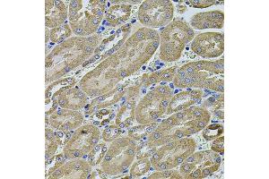 Immunohistochemistry of paraffin-embedded mouse kidney using ANXA8L2 antibody (ABIN5975720) at dilution of 1/100 (40x lens). (ANXA8L2 Antikörper)