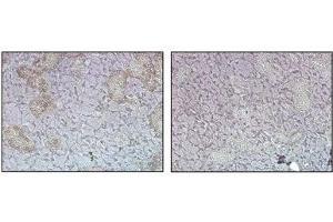 Immunohistochemical staining (cytoplasmic) of mouse tissue using anti-FTO (mouse), pAb  at 1:500 dilution. (FTO Antikörper)