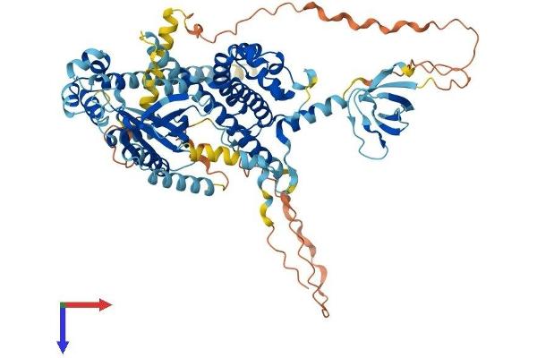 EPS8-Like 1 Protein (EPS8L1) (AA 1-723) (His tag)