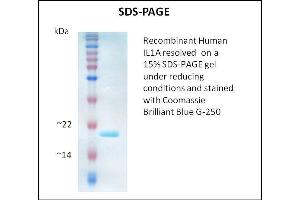 SDS-PAGE (SDS) image for Interleukin 1 alpha (IL1A) (Active) protein (ABIN5509330)