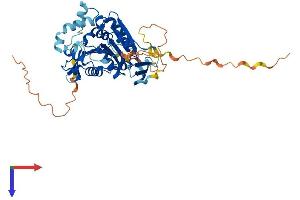 ABHD8 Protein (AA 1-439) (His tag)