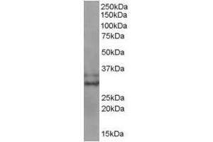 Image no. 1 for anti-Baculoviral IAP Repeat-Containing 7 (BIRC7) (C-Term) antibody (ABIN374091) (BIRC7 Antikörper  (C-Term))