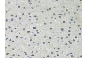 Immunohistochemistry of paraffin-embedded rat liver using PPP4C antibody. (PPP4C Antikörper  (AA 1-307))