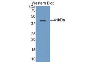 Western Blotting (WB) image for anti-Nuclear Factor kappa B2 (AA 38-343) antibody (ABIN1078411) (Nuclear Factor kappa B2 (AA 38-343) Antikörper)