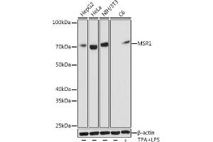 Western blot analysis of extracts of various cell lines, using MSR1 antibody (ABIN7268353) at 1:1000 dilution. (Macrophage Scavenger Receptor 1 Antikörper)