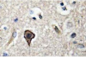 Immunohistochemistry (IHC) analyzes of TWEAK antibody in paraffin-embedded human brain tissue.