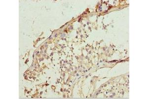 Immunohistochemistry of paraffin-embedded human testis tissue using ABIN7151912 at dilution of 1:100 (LCN6 Antikörper  (AA 21-163))