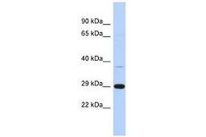 Image no. 1 for anti-Chromosome 1 Open Reading Frame 74 (C1ORF74) (AA 35-84) antibody (ABIN6741210) (C1ORF74 Antikörper  (AA 35-84))