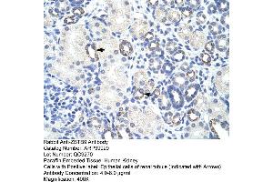 Human kidney (ZBTB9 Antikörper  (N-Term))
