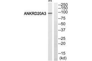 Western blot analysis of extracts from 3T3 cells, using ANKRD20A3 antiobdy. (ANKRD20A3 Antikörper)