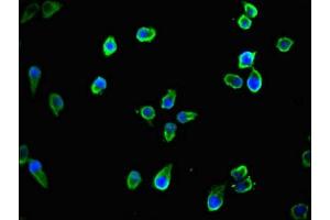 Immunofluorescent analysis of Ntera-2 cells using ABIN7165823 at dilution of 1:100 and Alexa Fluor 488-congugated AffiniPure Goat Anti-Rabbit IgG(H+L) (TTLL8 Antikörper  (AA 671-822))