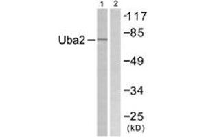 Western blot analysis of extracts from 293 cells, treated with UV 5', using Uba2 Antibody.
