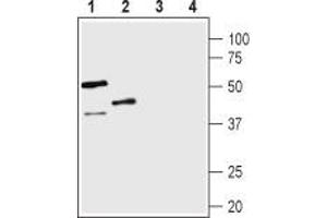 Western blot analysis of rat lung (lanes 1 and 3) and mouse kidney (lanes 2 and 4) lysates: - 1,2. (AVPR1B Antikörper  (C-Term, Intracellular))