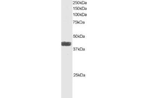ABIN184656 staining (1µg/ml) of Raji lysate (RIPA buffer, 35µg total protein per lane). (ATF4 Antikörper  (C-Term))