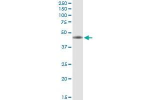 Immunoprecipitation of IL10RB transfected lysate using anti-IL10RB MaxPab rabbit polyclonal antibody and Protein A Magnetic Bead , and immunoblotted with IL10RB MaxPab mouse polyclonal antibody (B01) . (IL10RB Antikörper  (AA 1-325))