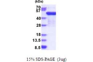 SDS-PAGE (SDS) image for Eukaryotic Translation Elongation Factor 1 gamma (EEF1G) (AA 1-437) protein (His tag) (ABIN5853812)