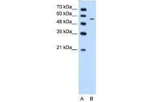 CHST7 antibody used at 1.