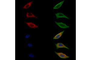 ABIN6262074 and ABIN6272312 staining Hela cells by IF/ICC. (GRAP Antikörper  (C-Term))