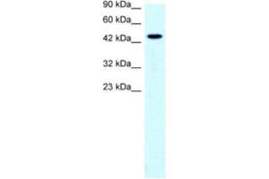 Western Blotting (WB) image for anti-Solute Carrier Family 17 (Anion/Sugar Transporter), Member 2 (SLC17A2) antibody (ABIN2460814) (SLC17A2 Antikörper)