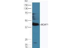 Mouse brain lysates probed with Rabbit Anti-BCAT1 Polyclonal Antibody  at 1:5000 90min in 37˚C. (BCAT1 Antikörper  (AA 321-386))