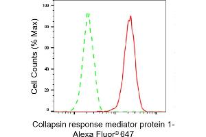 Flow cytometric analysis of Collapsin response mediator protein 1 expression in HAP-1 cells using Collapsin response mediator protein 1 antibody (ABIN7798129), 1:2,000). (Rekombinanter CRMP1 Antikörper)