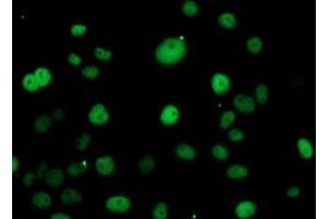 Immunofluorescence (IF) image for anti-Excision Repair Cross Complementing Polypeptide-1 (ERCC1) antibody (ABIN1498066) (ERCC1 Antikörper)