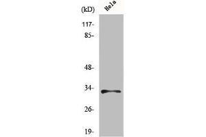 Western Blot analysis of MCF7 cells using MRP-L15 Polyclonal Antibody (MRPL15 Antikörper  (Internal Region))