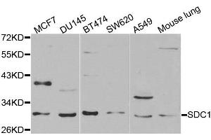 Western blot analysis of extracts of various cell lines, using SDC1 antibody. (Syndecan 1 Antikörper)