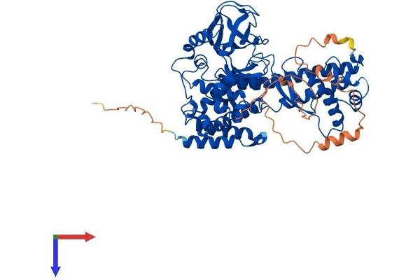 SETD3 Protein (AA 1-594) (His tag)