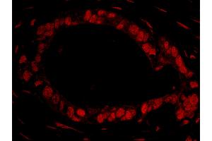 Immunofluorescence (IF) image for anti-DEAD (Asp-Glu-Ala-Asp) Box Polypeptide 27 (DDX27) (AA 700-750) antibody (ABIN7448950) (DDX27 Antikörper  (AA 700-750))