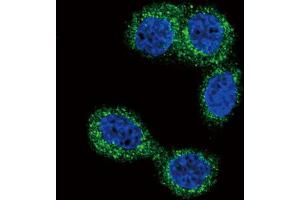 Immunofluorescence (IF) image for anti-Histamine N-Methyltransferase (HNMT) antibody (ABIN2997982) (HNMT Antikörper)
