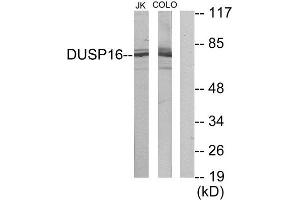 Western Blotting (WB) image for anti-Dual Specificity Phosphatase 16 (DUSP16) (C-Term) antibody (ABIN1849942) (DUSP16 Antikörper  (C-Term))