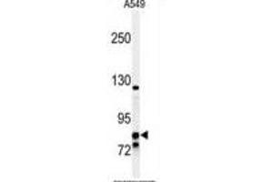Western blot analysis of NR3C1 Antibody (C-term) (ABIN651060 and ABIN2840054) in A549 cell line lysates (35 μg/lane). (Glucocorticoid Receptor Antikörper  (C-Term))