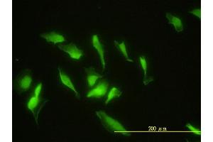 Immunofluorescence of monoclonal antibody to ZNF174 on HeLa cell. (ZNF174 Antikörper  (AA 1-234))