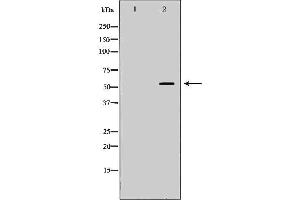 Western blot analysis of K562 whole cell lysates, using PVRL2 Antibody. (PVRL2 Antikörper  (Internal Region))