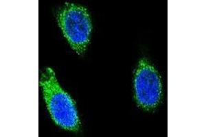 Confocal immunofluorescent analysis of RNH1 Antibody (C-term) (Cat#AP53697PU-N) with 293 cell followed by Alexa Fluor 488-conjugated goat anti-rabbit lgG (green).