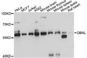 Western blot analysis of extracts of various cell lines, using DBNL antibody. (DBNL Antikörper)