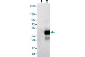 Western blot analysis of Lane 1: Negative control (vector only transfected HEK293T lysate). (Chromosome 1 Open Reading Frame 190 (C1orf190) Antikörper)