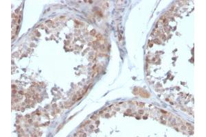 Formalin-fixed, paraffin-embedded human testis stained with Follistatin Mouse Monoclonal Antibody (FST/4281).