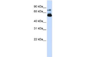 WB Suggested Anti-VISA Antibody Titration:  0. (MAVS Antikörper  (N-Term))