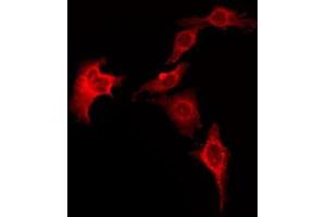 ABIN6276042 staining LOVO by IF/ICC. (HRH1 Antikörper  (Internal Region))